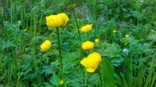 Yellow flowers blooming on field