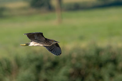 Bird flying over a blurred background