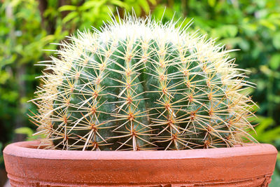 Close-up of cactus in pot