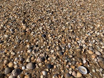 High angle view of shells on beach