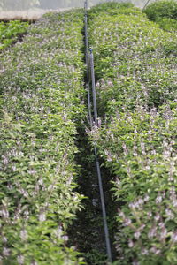 View of flowering plants on field