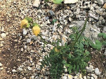 High angle view of flowering plant on field