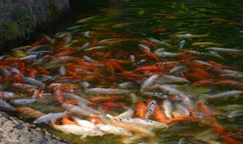 Fish swimming in lake