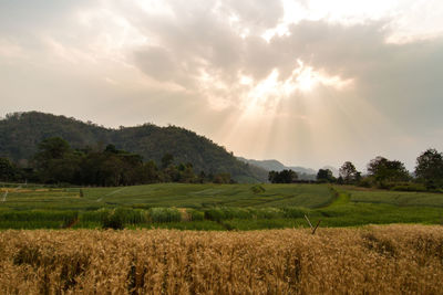 Scenic view of agricultural field against sky