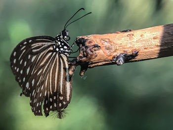 Close-up of butterfly