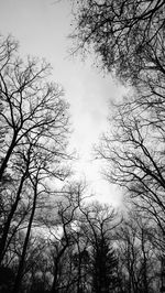 Low angle view of silhouette trees against sky