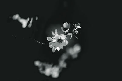 Close-up of white cherry blossom against black background