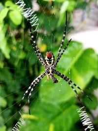 Close-up of spider on web