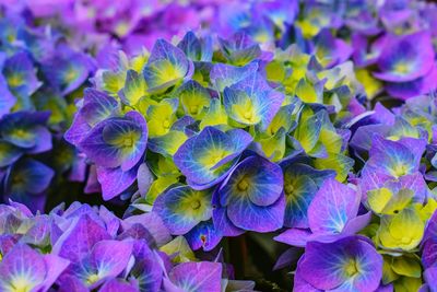 Close-up of purple hydrangea flowers