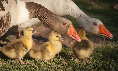 Close-up of ducklings on field