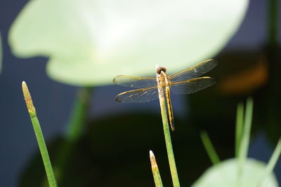 Close-up of damselfly on plant