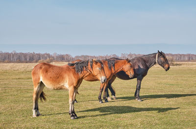 Three brown cute horses sleep peacefully, standing on the meadow  late autumn. 