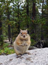 Portrait of squirrel on rock in forest