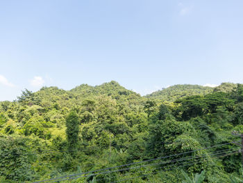 Scenic view of forest against sky