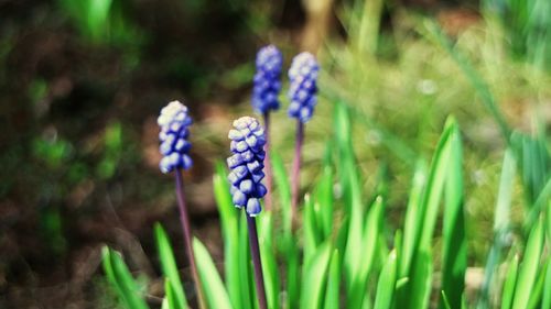 Close-up of purple flowers blooming in field