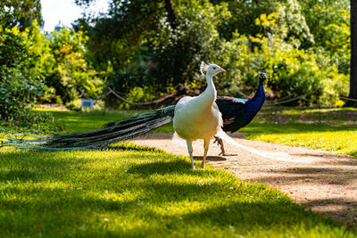 White and blue peacock walking