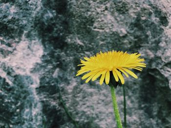 Close-up of yellow flower blooming outdoors