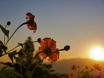 Close-up of orange flowering plant against sky during sunset