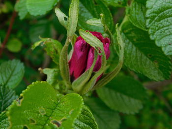 Close-up of red flowering plant