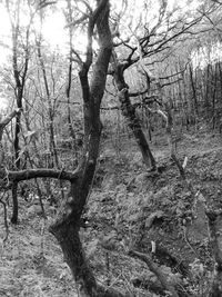 Bare trees in forest