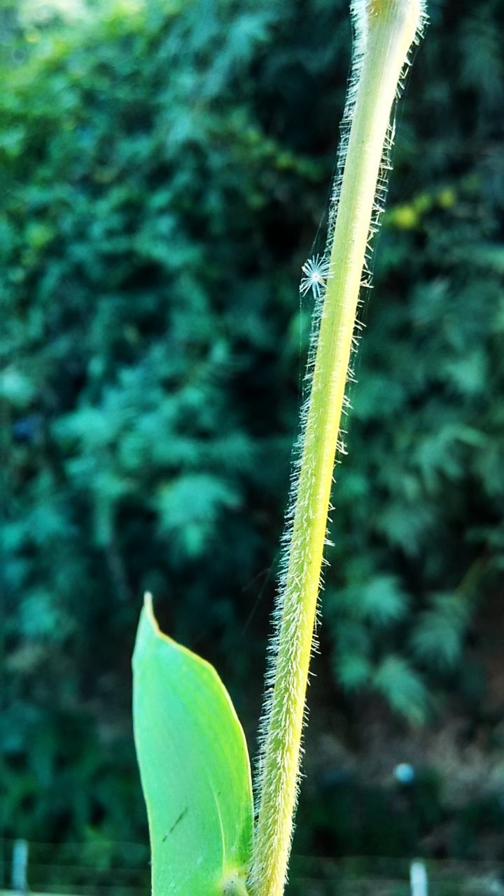 focus on foreground, green color, close-up, growth, plant, nature, beauty in nature, green, selective focus, stem, day, grass, field, outdoors, growing, no people, freshness, leaf, tranquility, fragility