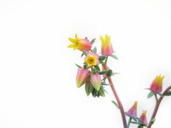 Close-up of flowers against white background