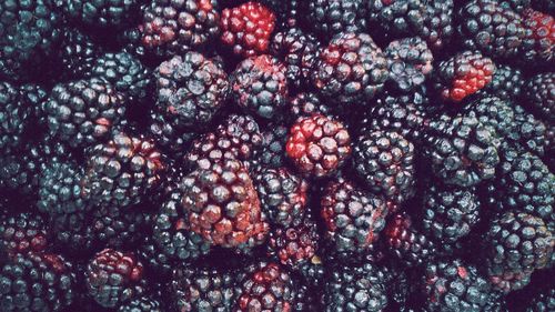 Full frame shot of fresh blackberries