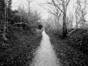 Road amidst bare trees in forest