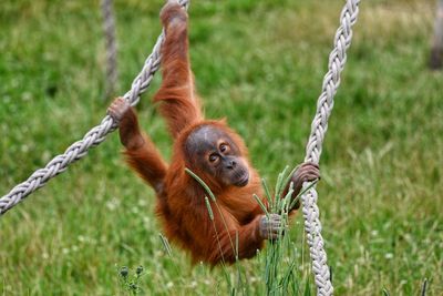 Monkey on swing