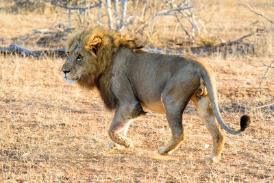 Full length of a cat on landscape