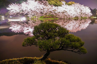 Tree by lake against sky at night