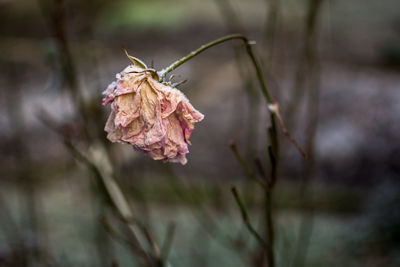 Close-up of wilted flower