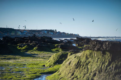 View of birds flying over land