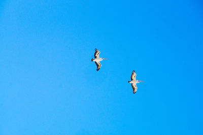 Low angle view of seagulls flying