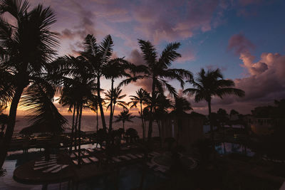 Palm trees at sunset