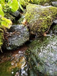 High angle view of turtle in water