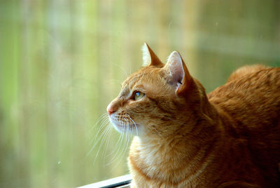 Close-up of ginger cat looking through glass window