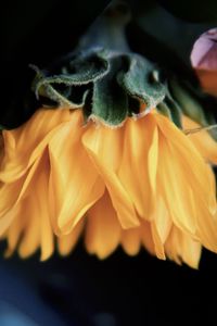 Close-up of wilted flower