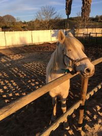 Horse standing on field against sky