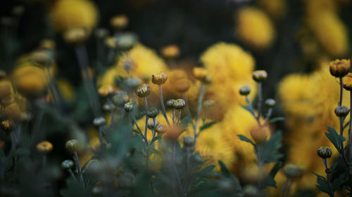 Close-up of yellow flowering plants on field