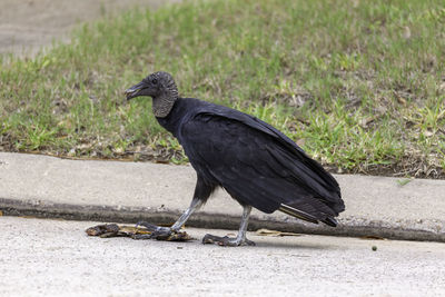 Bird perching on a field