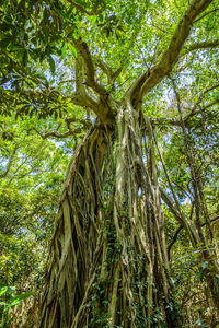 Low angle view of trees in forest