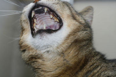 Close-up of cat yawning