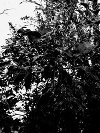 Low angle view of bird perching on tree