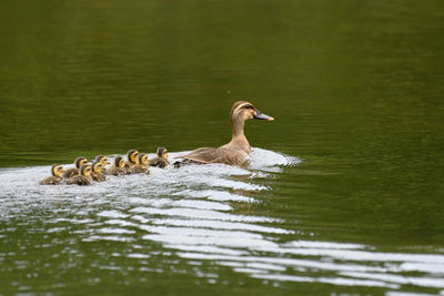 Ducks swimming in lake