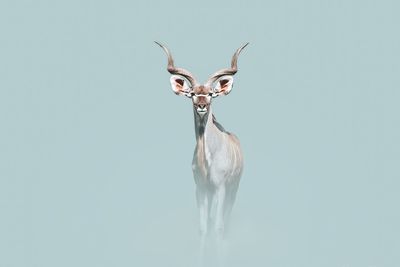 Portrait of deer standing against white background