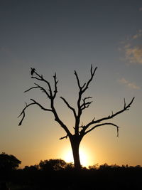 Silhouette bare tree against sky during sunset