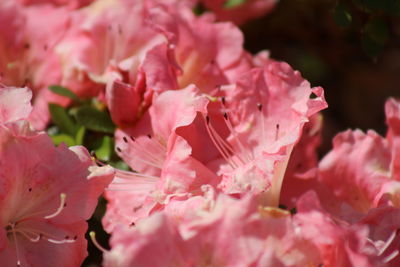 Close-up of pink cherry blossoms