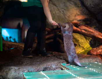 Low section of man in water at zoo