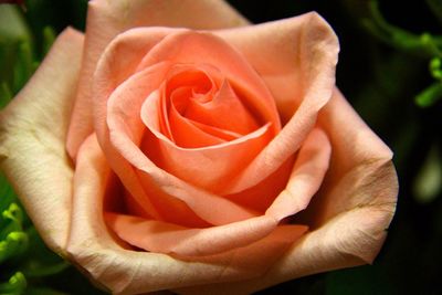 Close-up of rose blooming outdoors